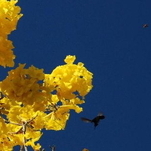 Ipê-amarelo - TSC V