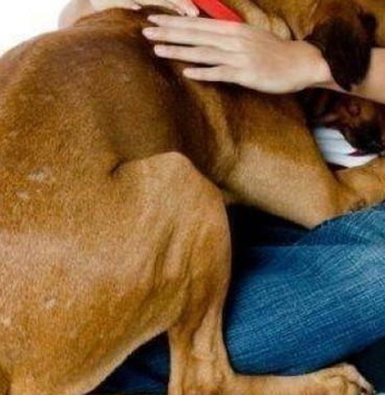 Proteja seu animalzinho durante a queima de fogos