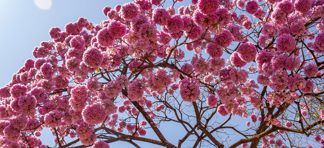Exuberância das flores do Ipê Rosa chama a atenção dos proprietários no Santa Bárbara