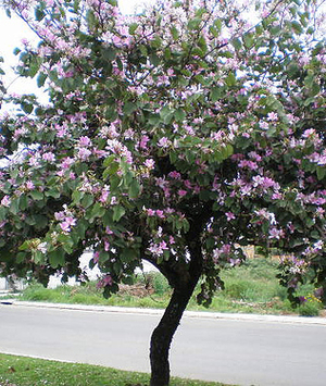 Árvores no quintal: porque nem só de flores vive o seu jardim