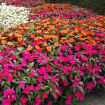 Sunpatiens