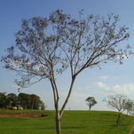Jacarandá-mimoso