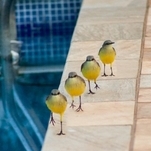 Bem-te-vizinho, pássaro presente na região amazônica e nos litorais brasileiro e caribenho.