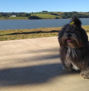 Pets: luz na passarela, que lá vem eles!