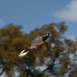 Gralha-picaça, ave da família Corvidae que mede cerca de 34 centímetros. Tem um amplo repertório vocal e consegue emitir cerca de 25 vocalizações diferentes.