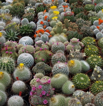Tipos de plantas que dispensam muita água